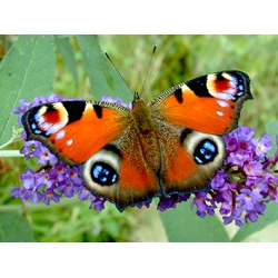 Peacock Butterfly Inachis io Pupae 